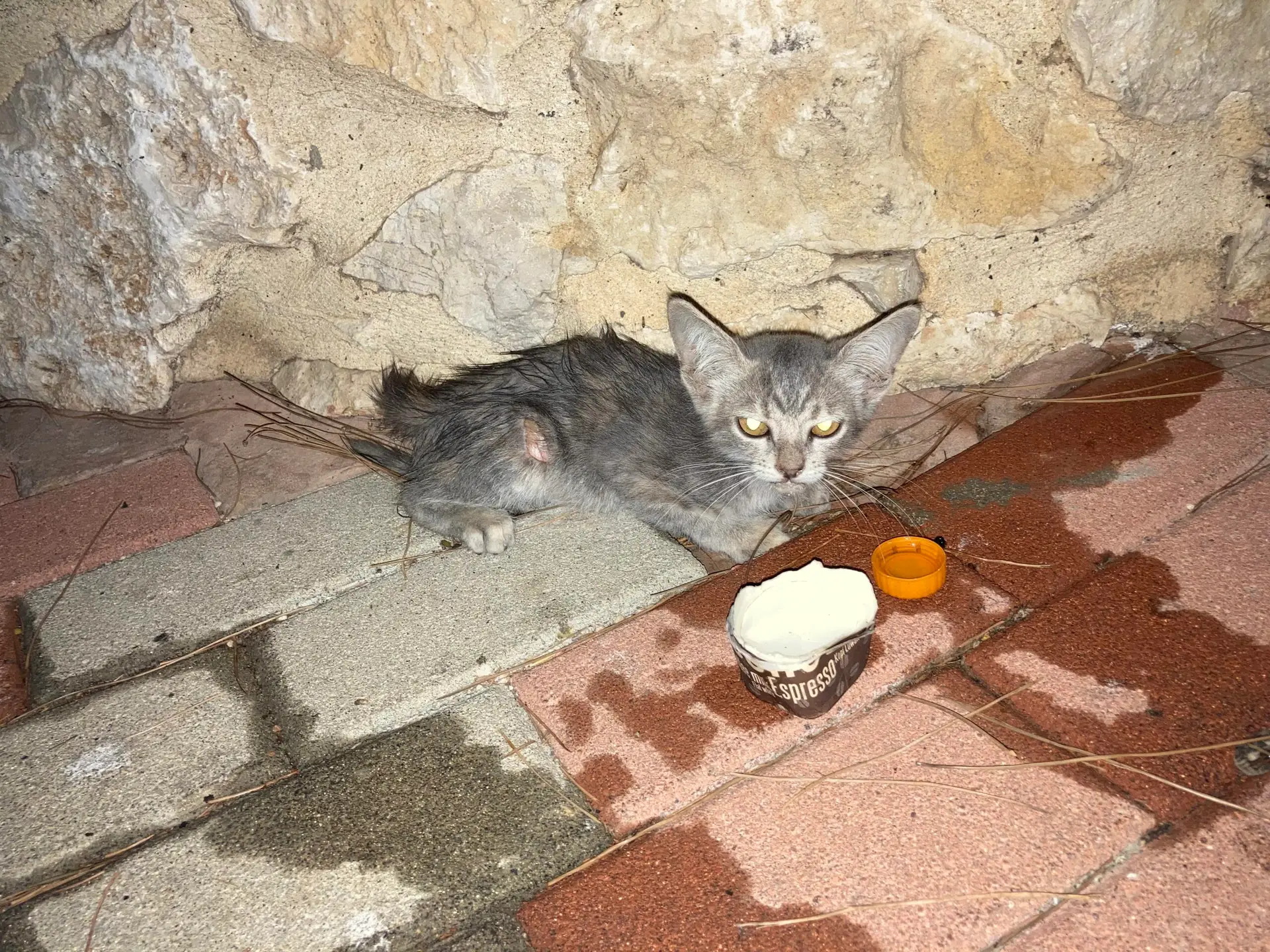 gato moribundo