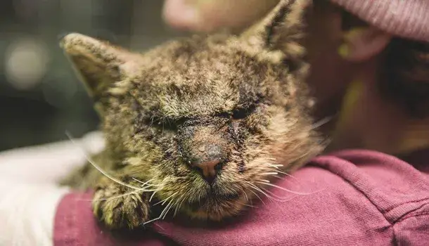 gato enfermo